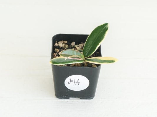 Hoya lyi 'Prism' (Pink Flower) | 2-Inch