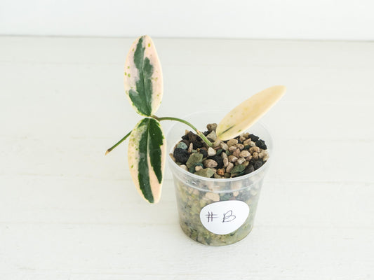 Hoya lyi 'Prism' | 2-Inch