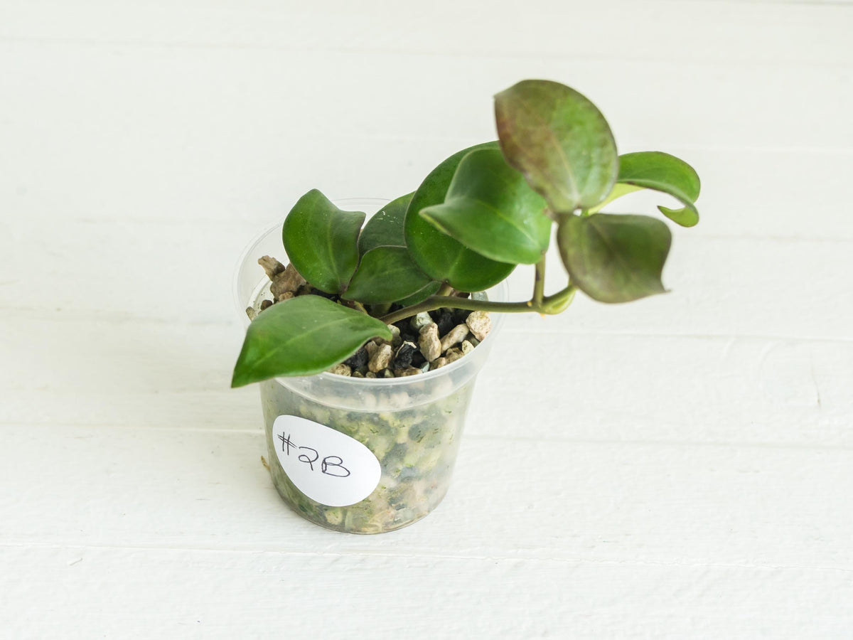 Hoya ‘Aramelon’ (UPT012) | 2-Inch
