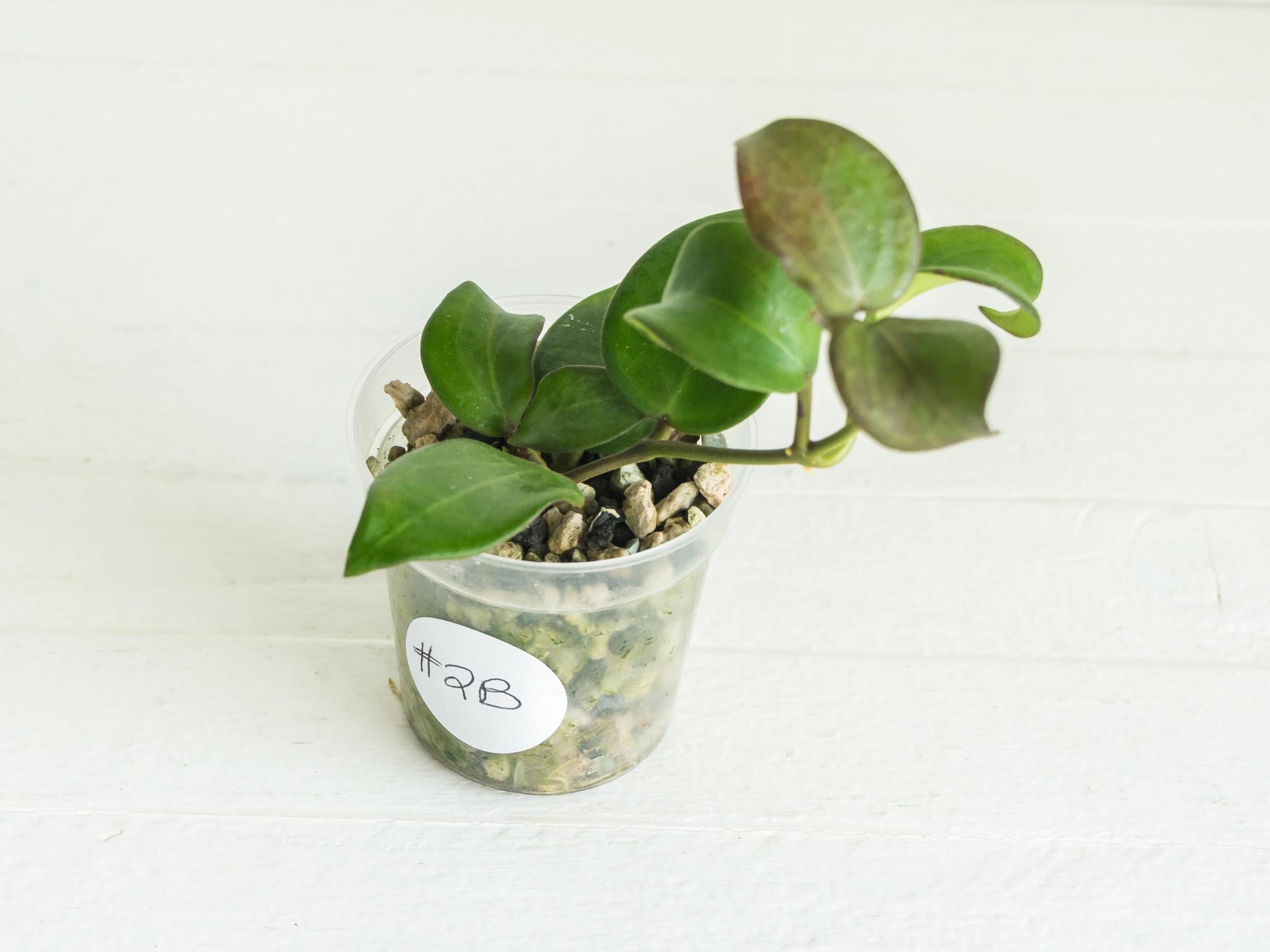 Hoya ‘Aramelon’ (UPT012) | 2-Inch