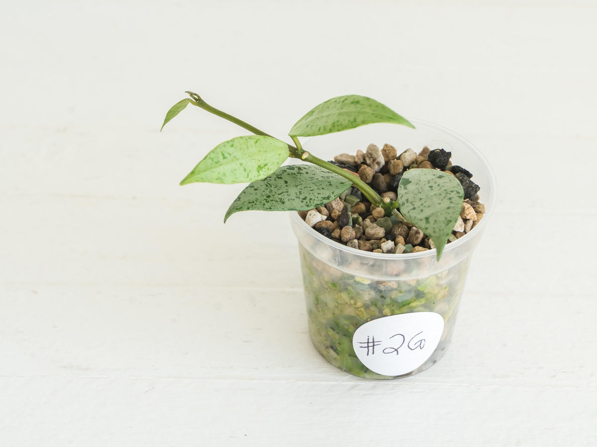 Hoya lacunosa 'Silver Lime' | 2-Inch