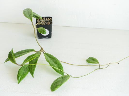 Hoya 'Jita Silver' WRX02-Silver-01 | 2-Inch