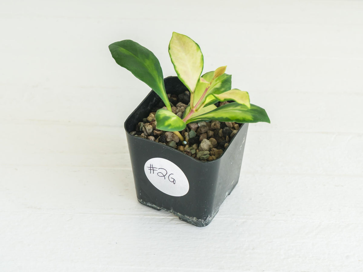 Hoya heuschkeliana (Inner Variegated) | 2-Inch