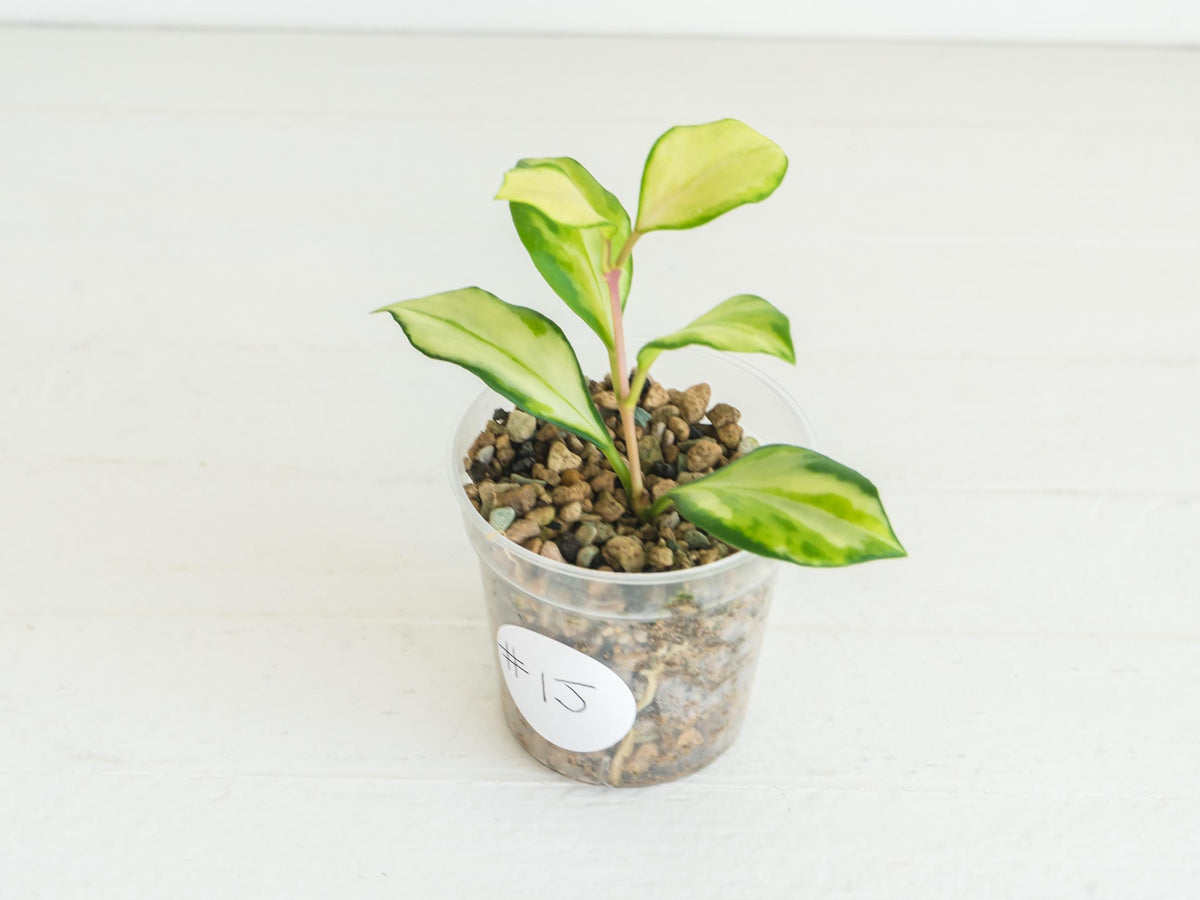 Hoya heuschkeliana (Inner Variegated) | 2-Inch