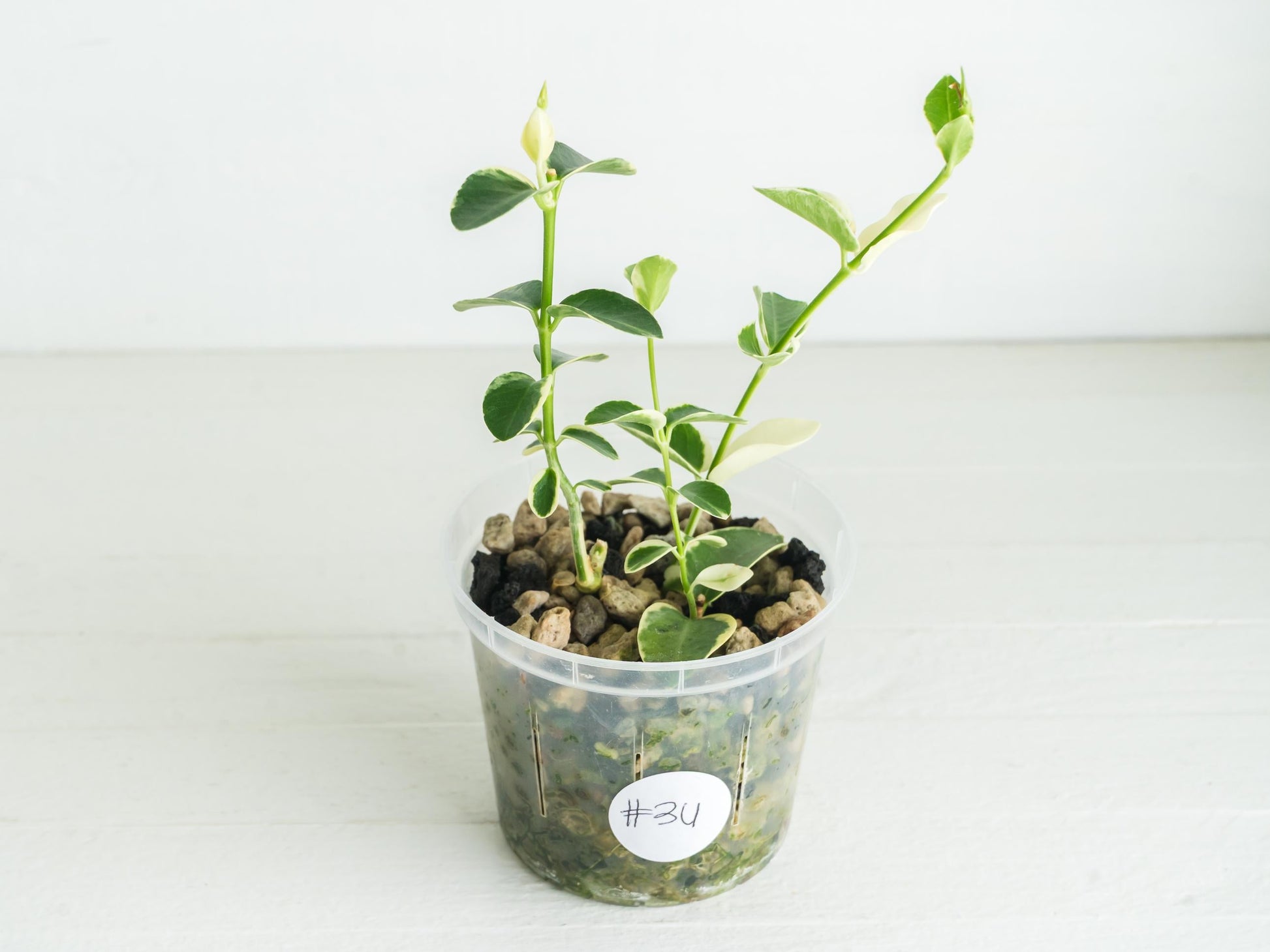 Hoya cumingiana (Albo | Outer Variegated) | 3-Inch