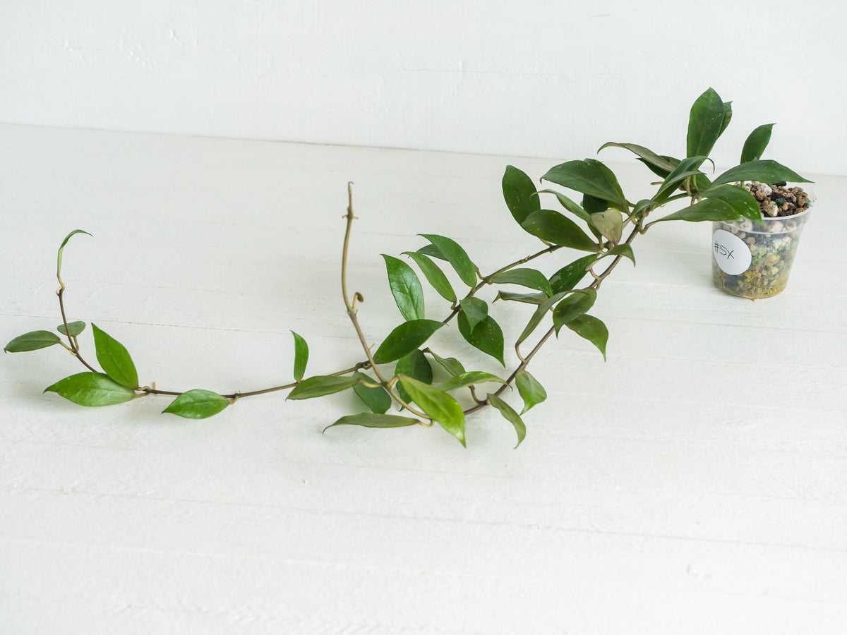 Hoya 'Rebecca' | 2-Inch