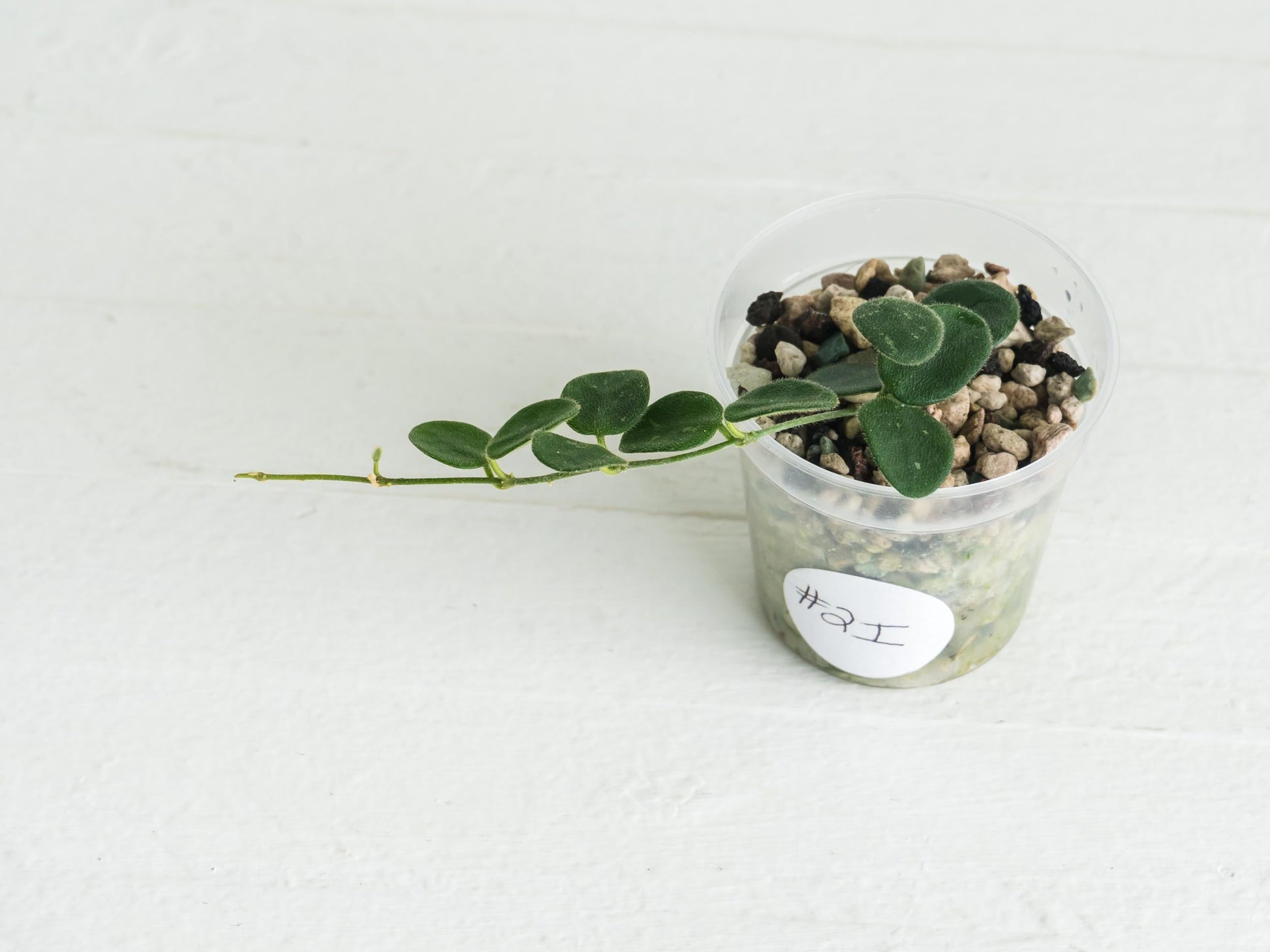 Hoya serpens | 2-Inch