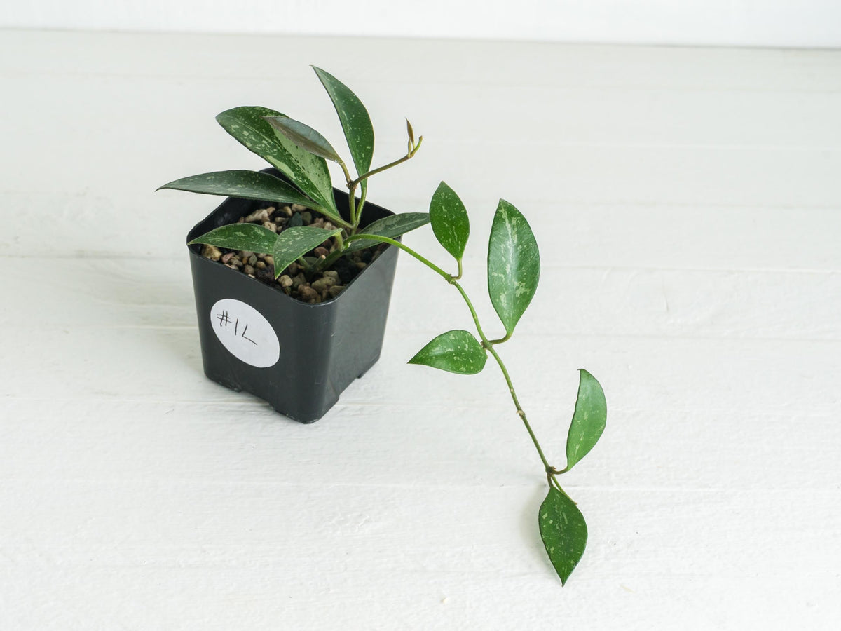 Hoya ‘Rosita’ (Splash) | 2-Inch
