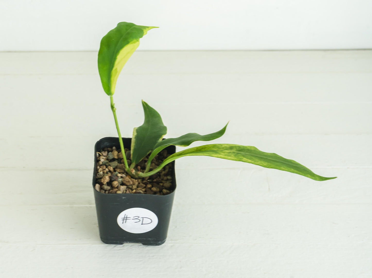 Hoya pimenteliana (Albo / Outer Variegated) | 2-Inch