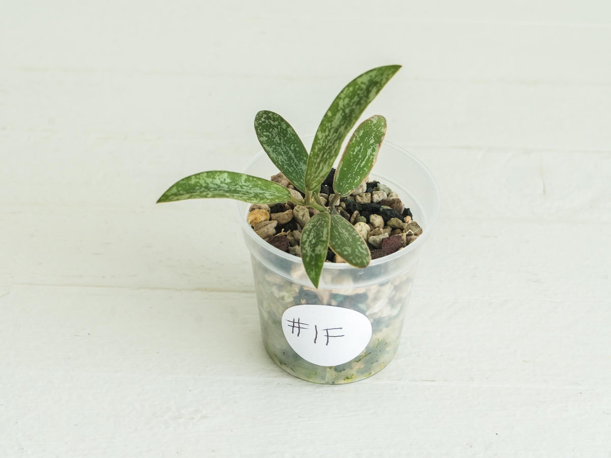 Hoya sigillatis | 2-Inch