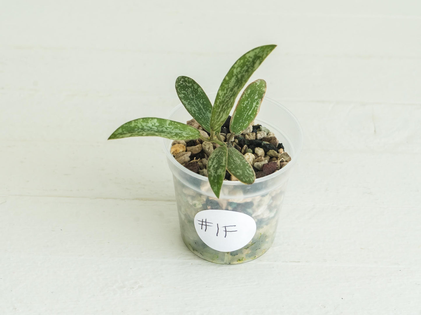 Hoya sigillatis | 2-Inch