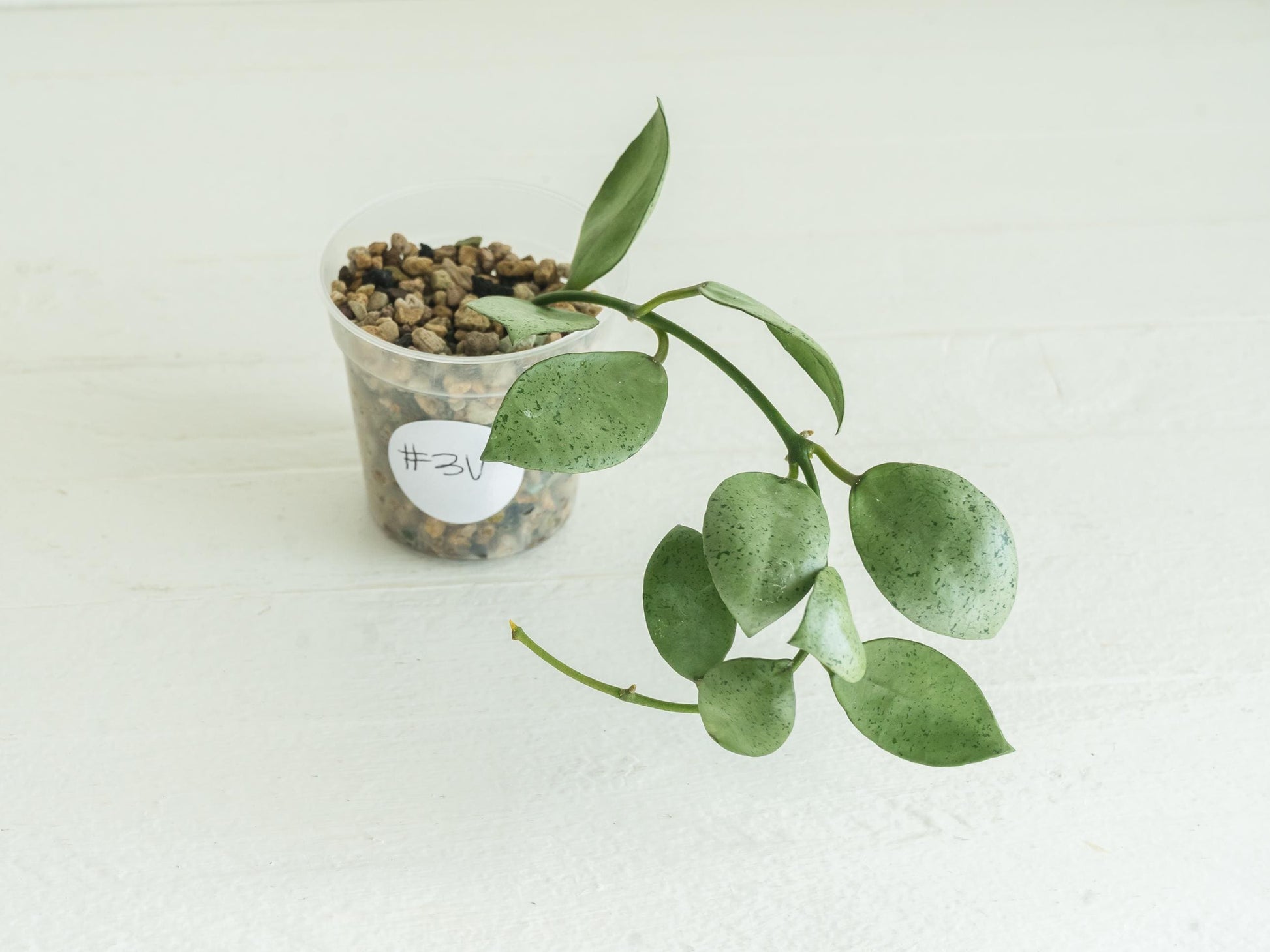 Hoya lacunosa 'Silver Mint Coin'