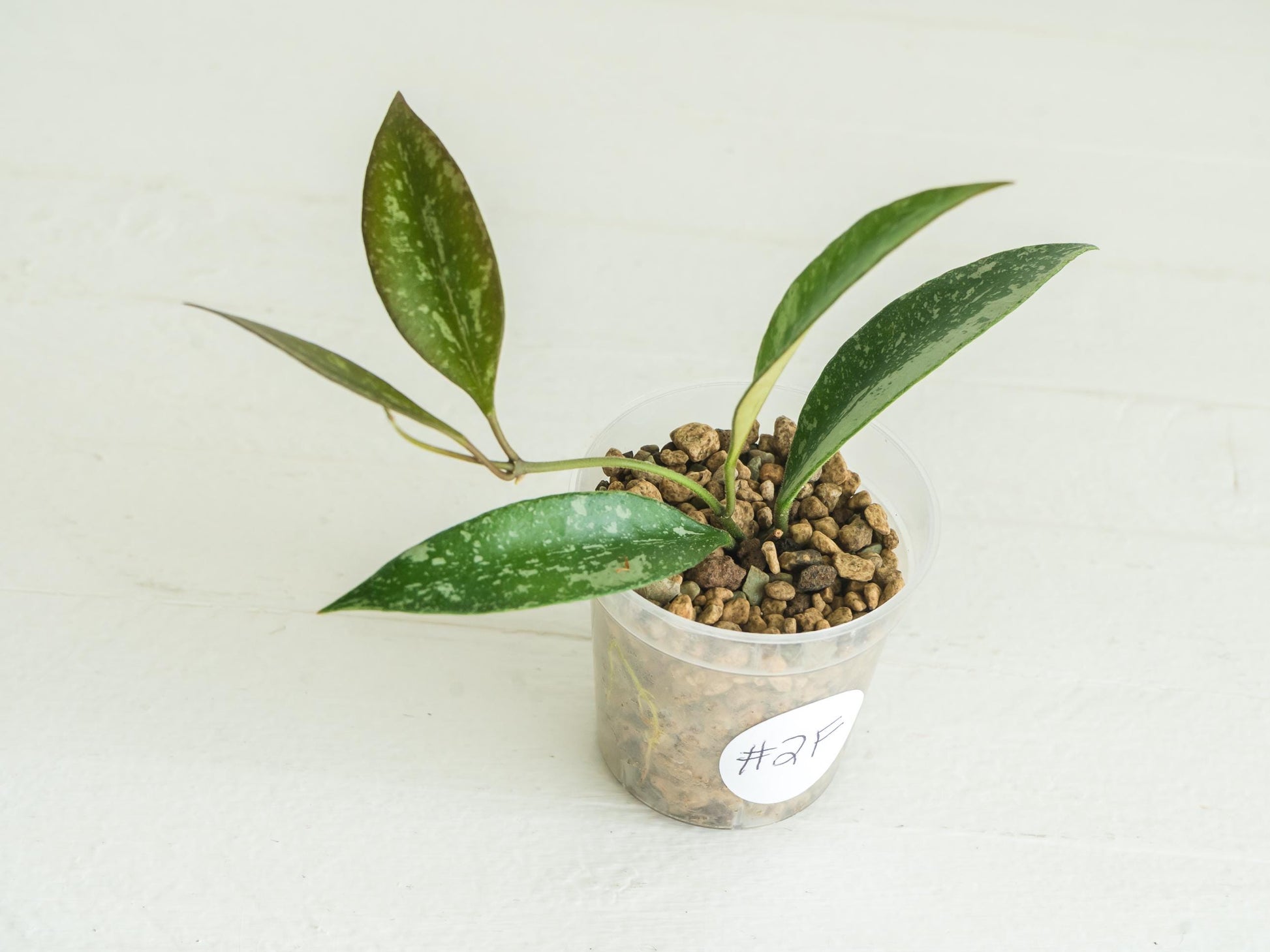 Hoya ‘Rosita’ (Splash) | 2-Inch