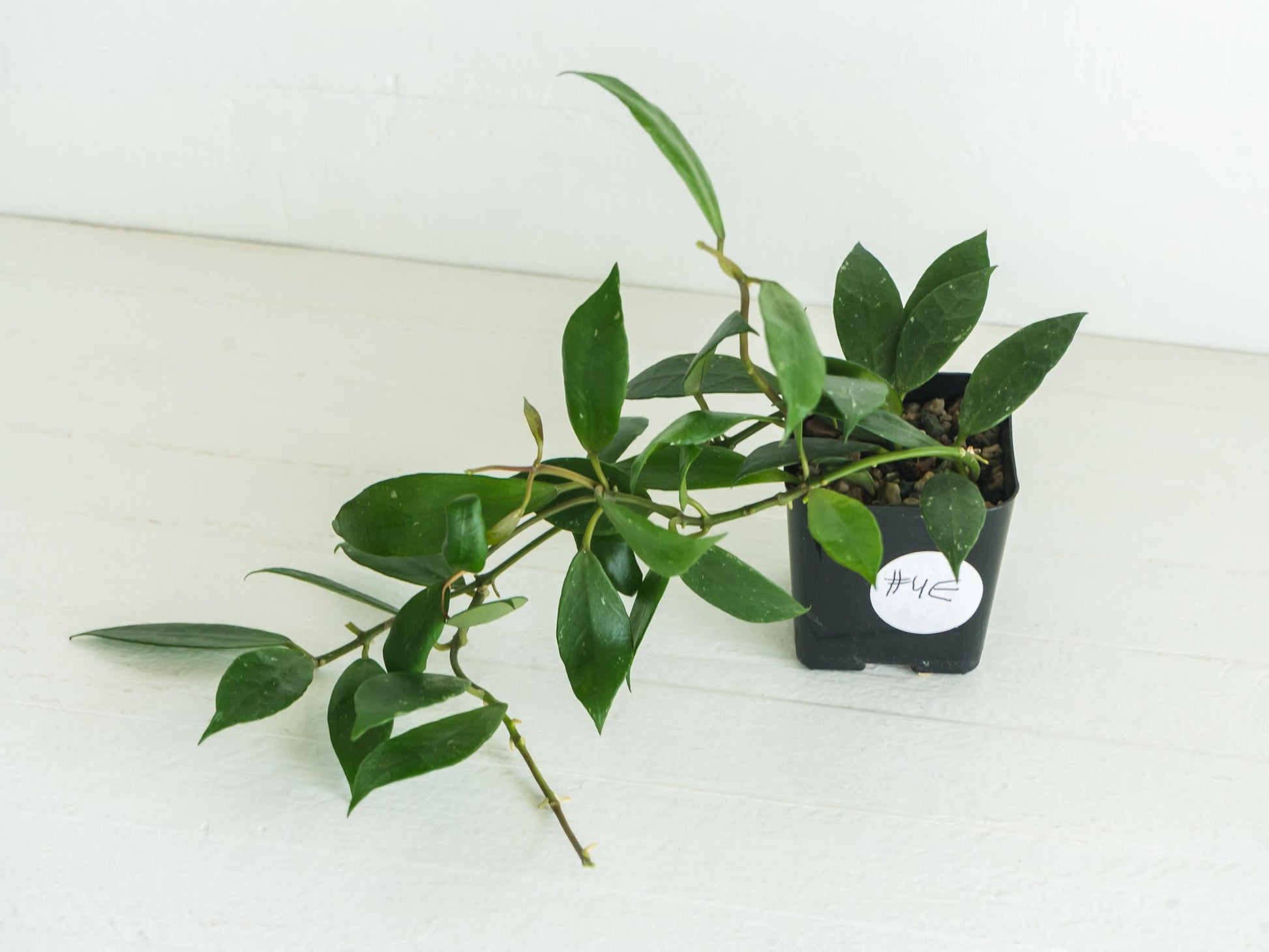 Hoya 'Rebecca' | 2-Inch