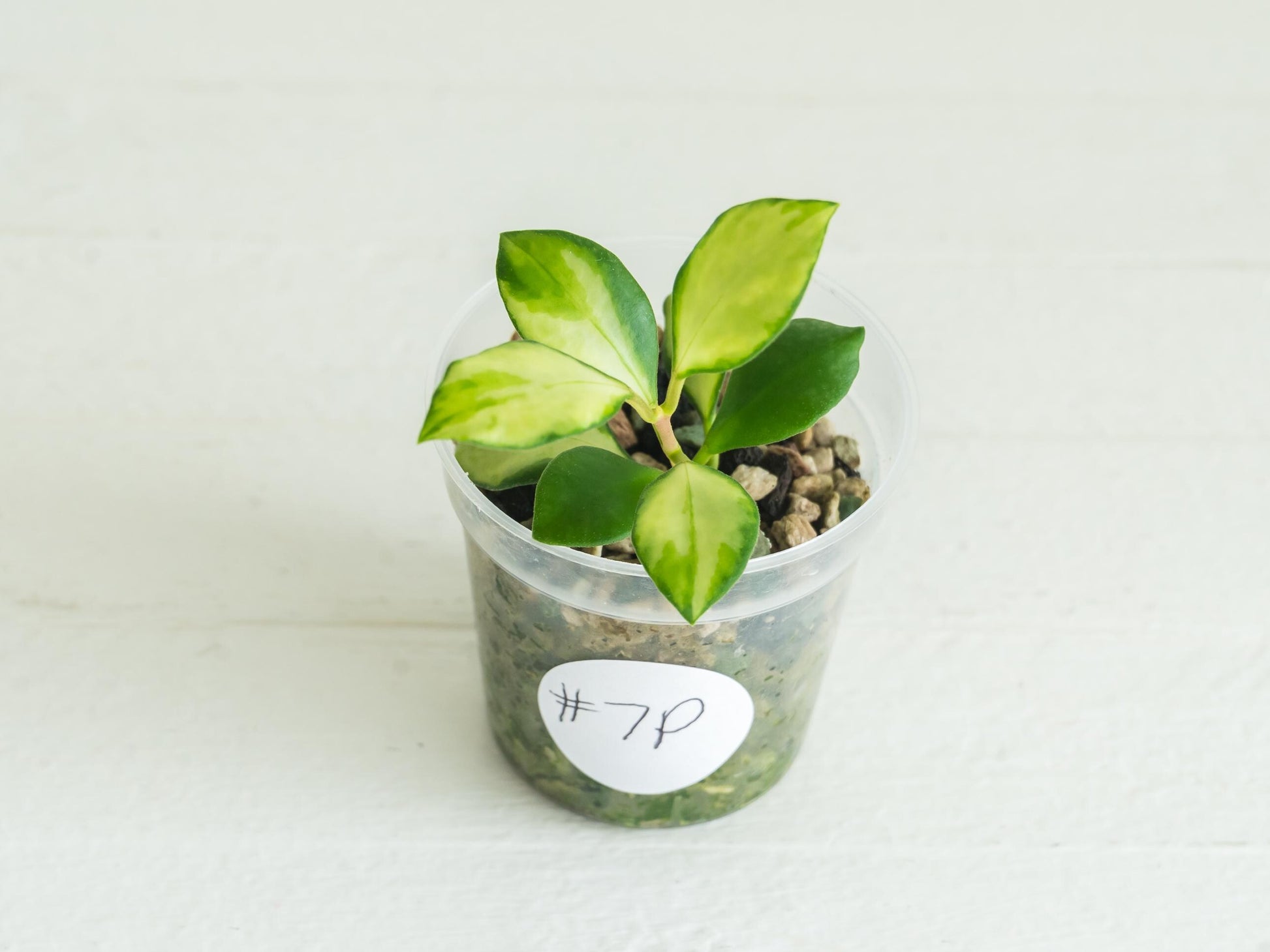 Hoya heuschkeliana (Inner Variegated) | 2-Inch