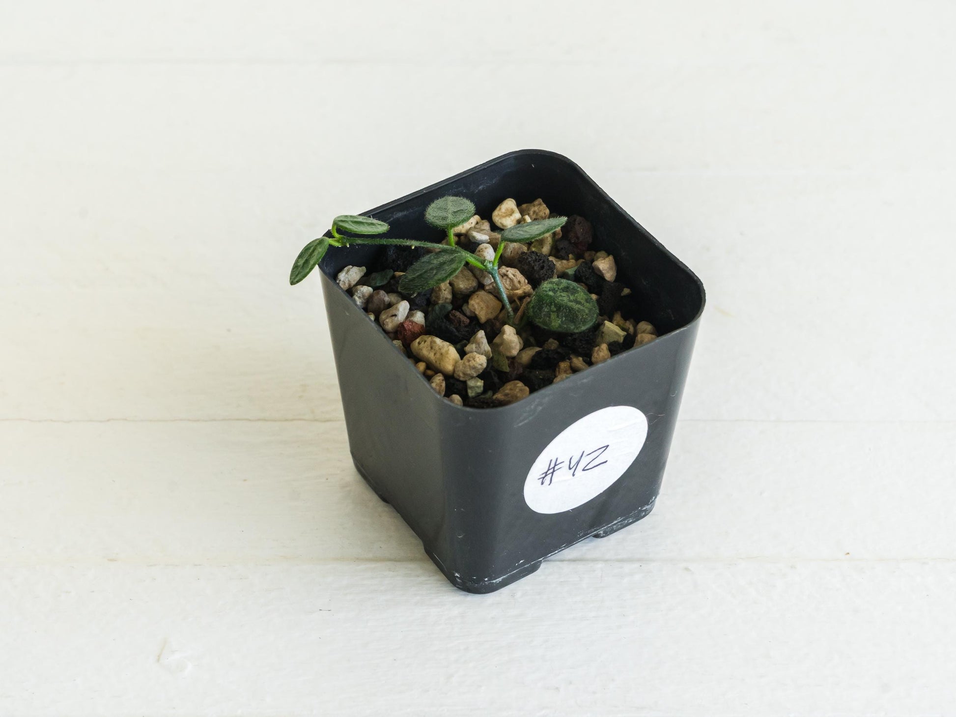 Hoya serpens | 2-Inch