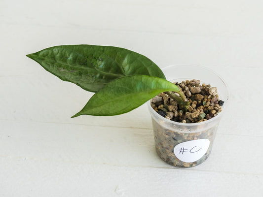 Hoya Lai Chau (Silver) | 2-Inch