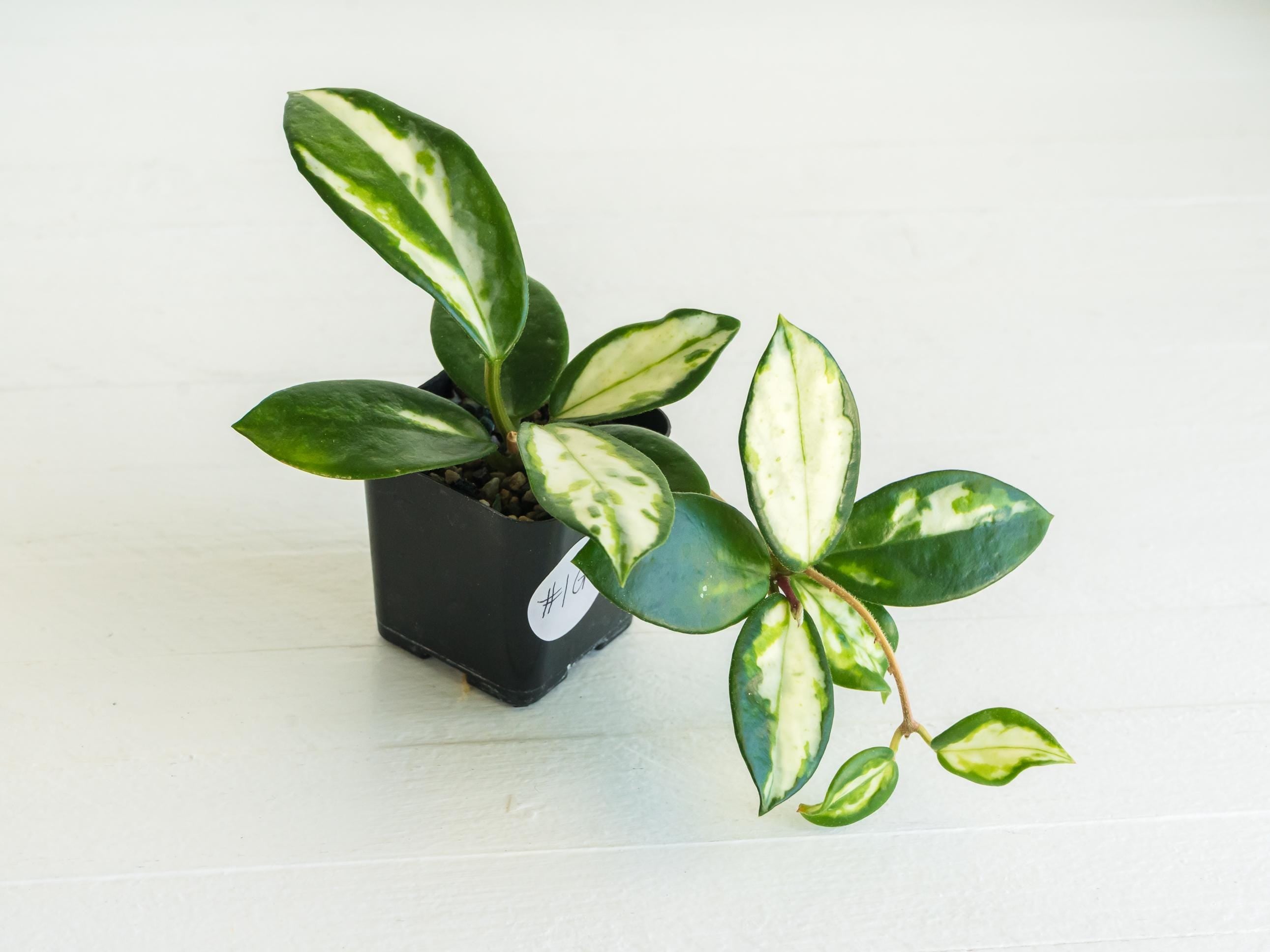 Hoya carnosa Madara′green edge′　希少品種 Hoya carnosa 'Madara Green Edge' Rooted Cutting | 2