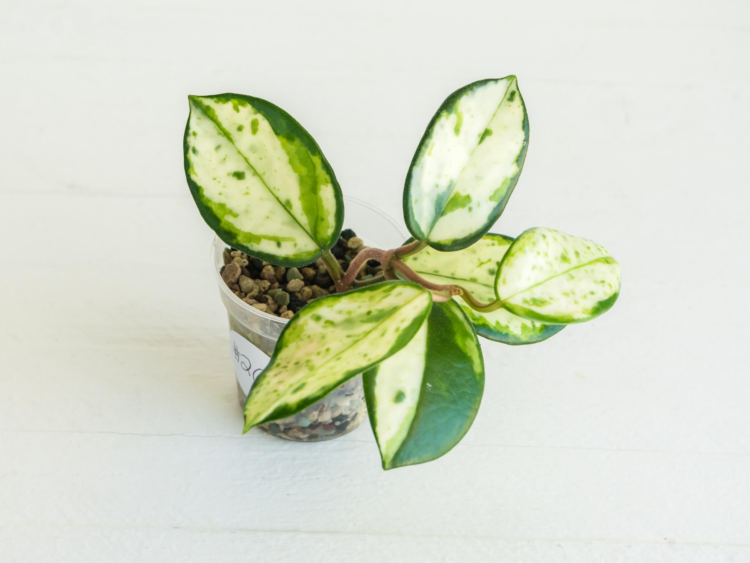 Hoya carnosa 'Madara Green Edge' Rooted Cutting | 2