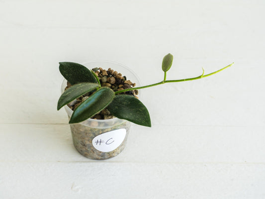 Hoya thomsonii (Pink Flower) | 2-Inch