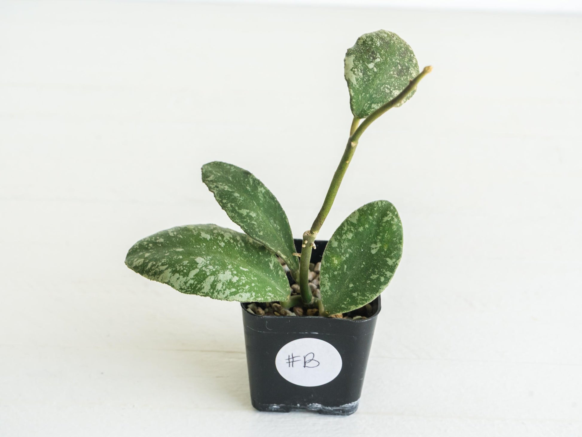 Hoya waymaniae 'Cloudy Sky' | 2-Inch
