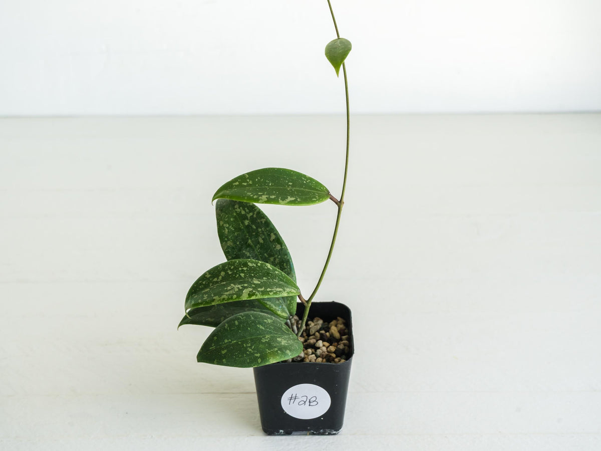 Hoya 'Strawberry Matcha' (UPT008) | 2-Inch