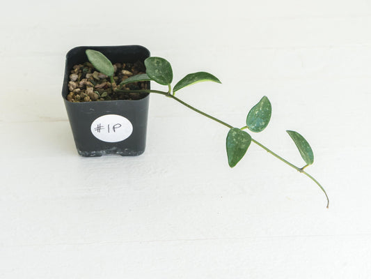 Hoya lima (Splash) | 2-Inch