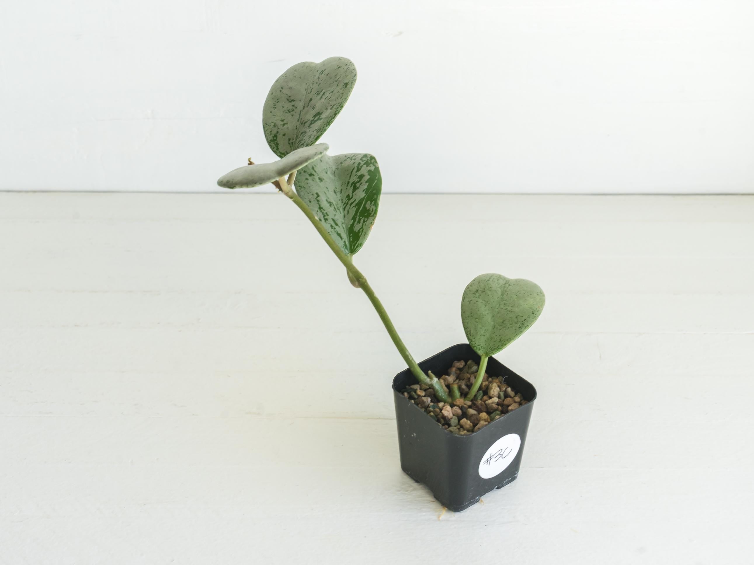 Hoya chiang dao (Silver) Rooted Cutting | Hoya Treasures