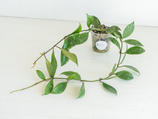 Hoya 'Rebecca' (Splash) | 2-Inch