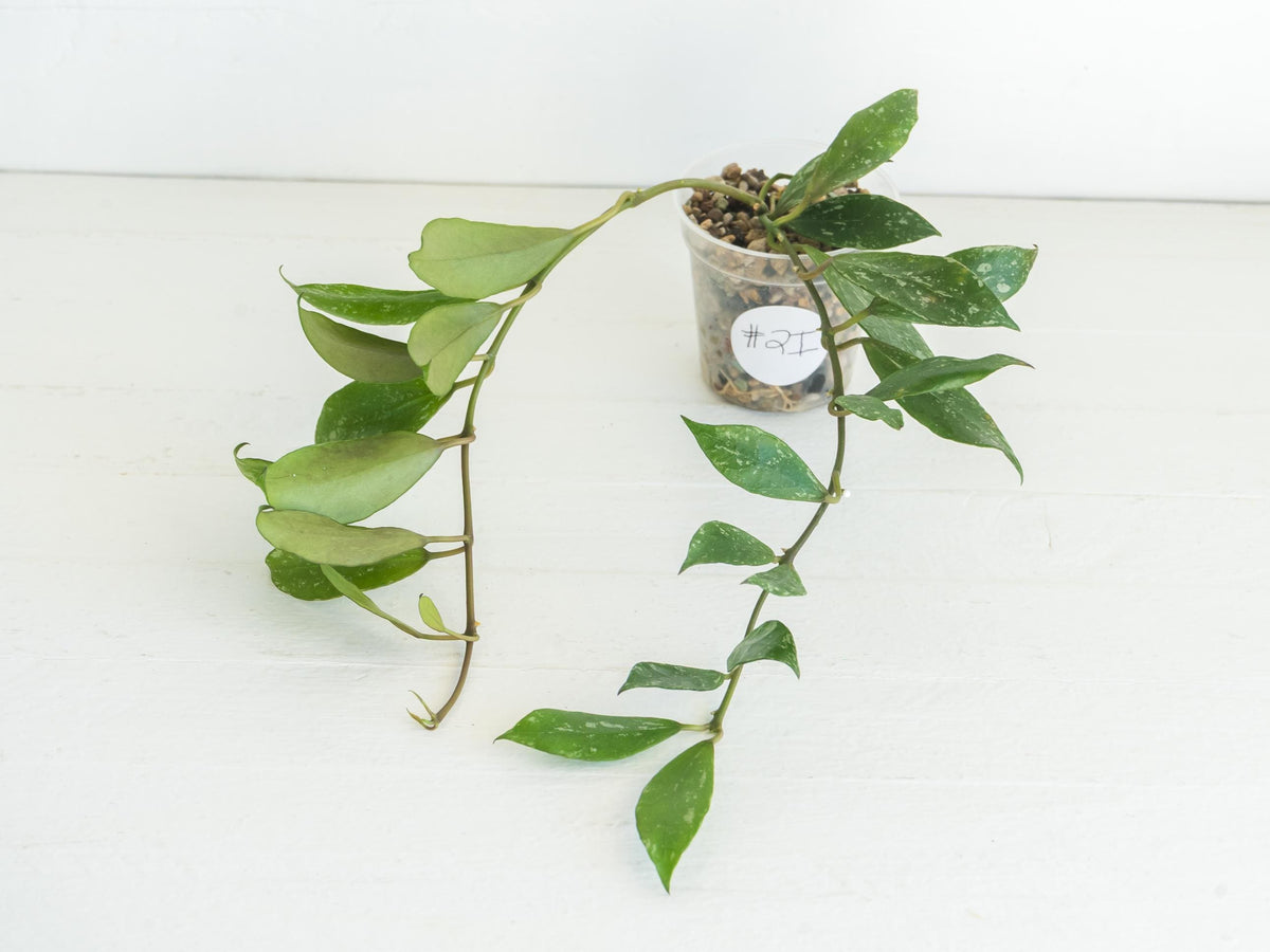 Hoya 'Rebecca' (Splash) | 2-Inch