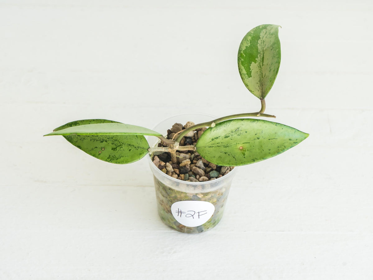 Hoya 'Snow Cui' (Silver) | 2-Inch