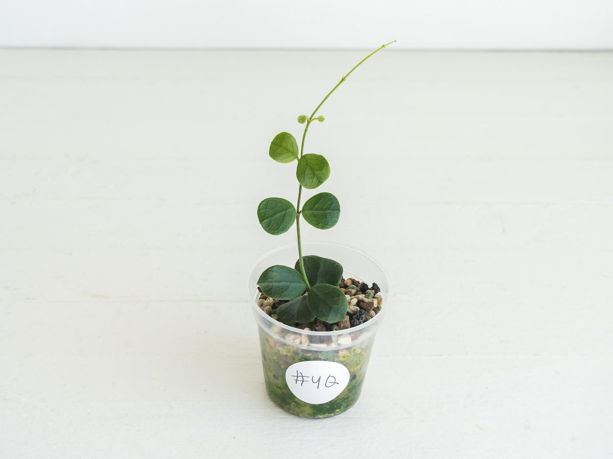 Hoya obcordata (aka nummularia) | 2-Inch