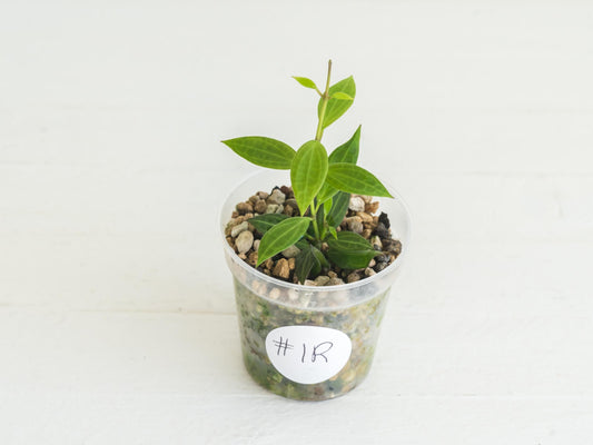 Hoya Microdwarf | 2-Inch