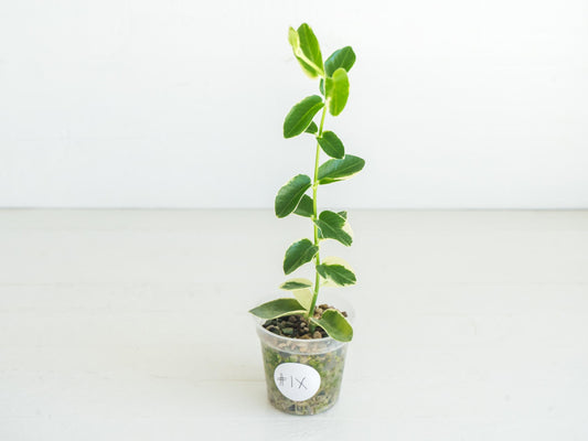 Hoya cumingiana (Albo | Outer Variegated) | 2-Inch