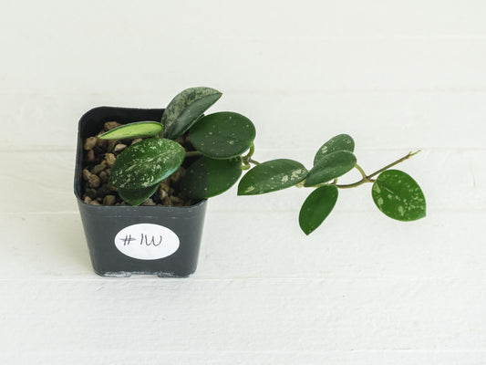 Hoya 'Mathilde' | 2-Inch