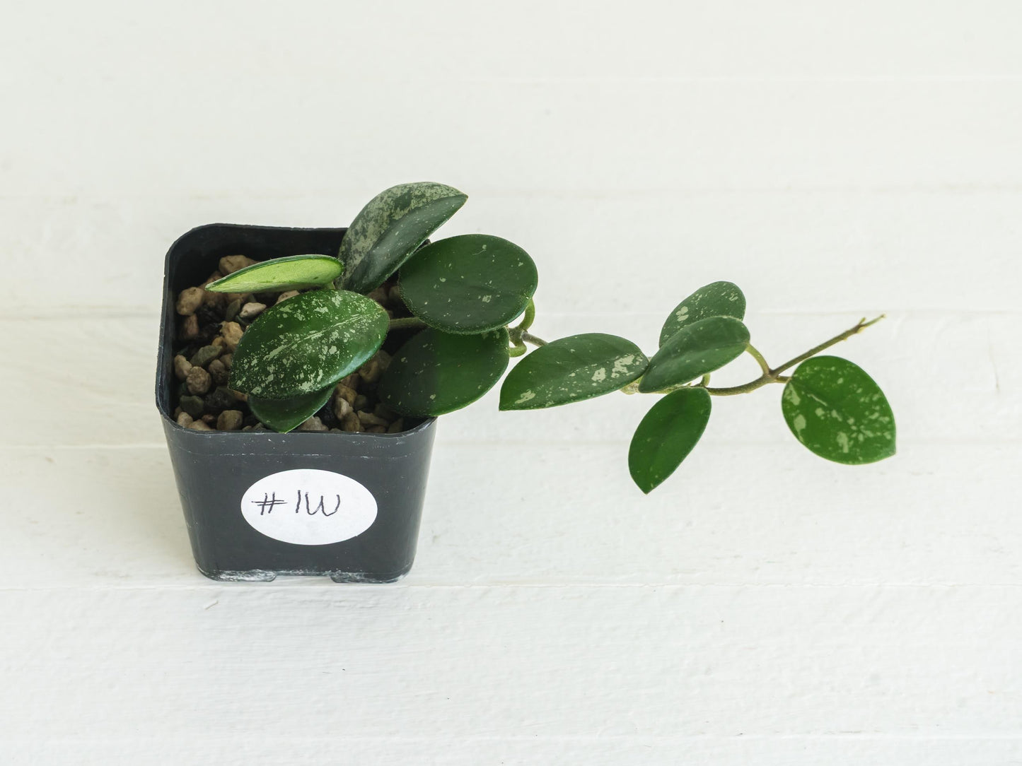 Hoya 'Mathilde' | 2-Inch