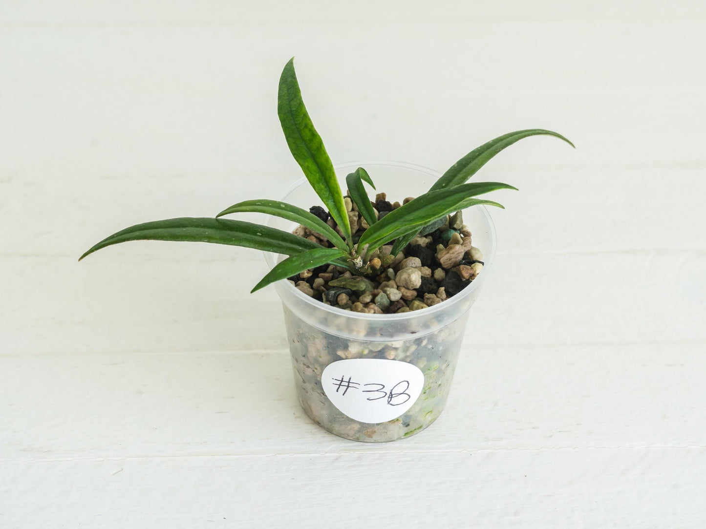 Hoya pauciflora | 2-Inch