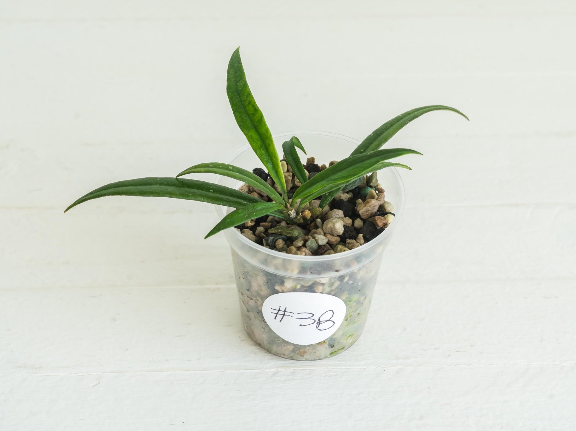 Hoya pauciflora | 2-Inch