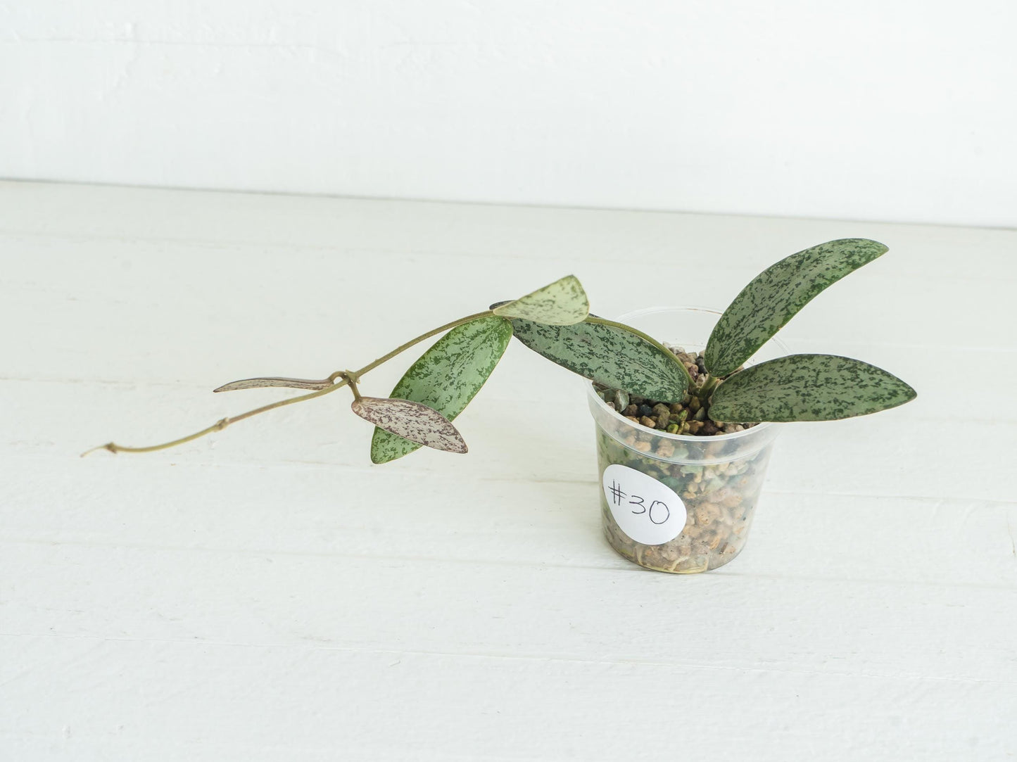 Hoya sigillatis 'Round Leaf' aka sigillatis (Silver) AH001 aka Borneo | 2-Inch