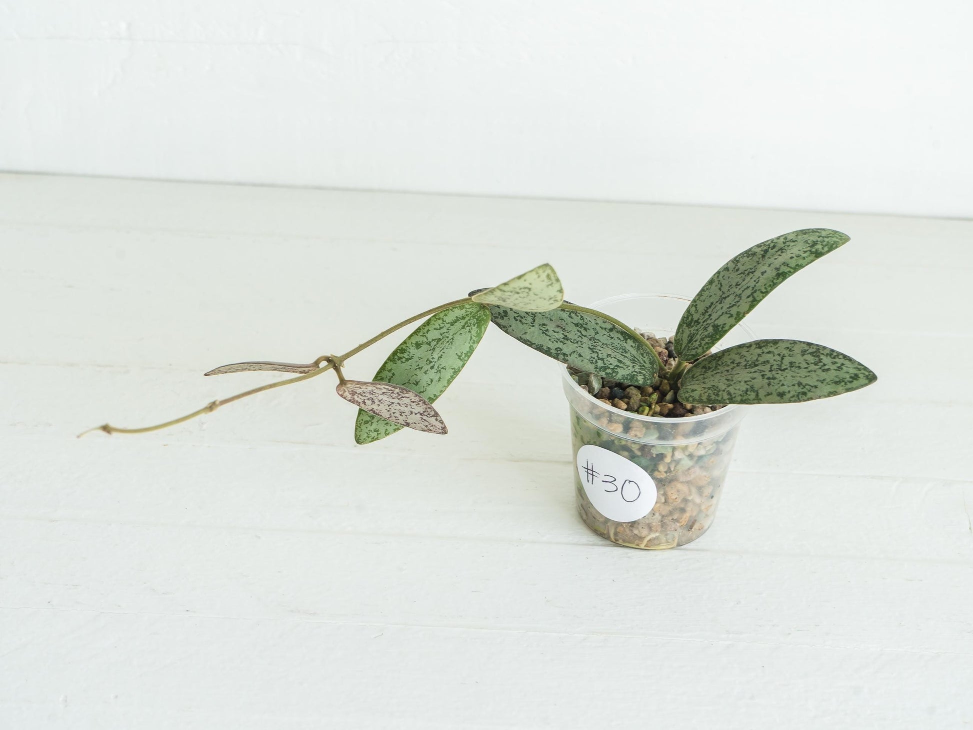 Hoya sigillatis 'Round Leaf' aka sigillatis (Silver) AH001 aka Borneo | 2-Inch