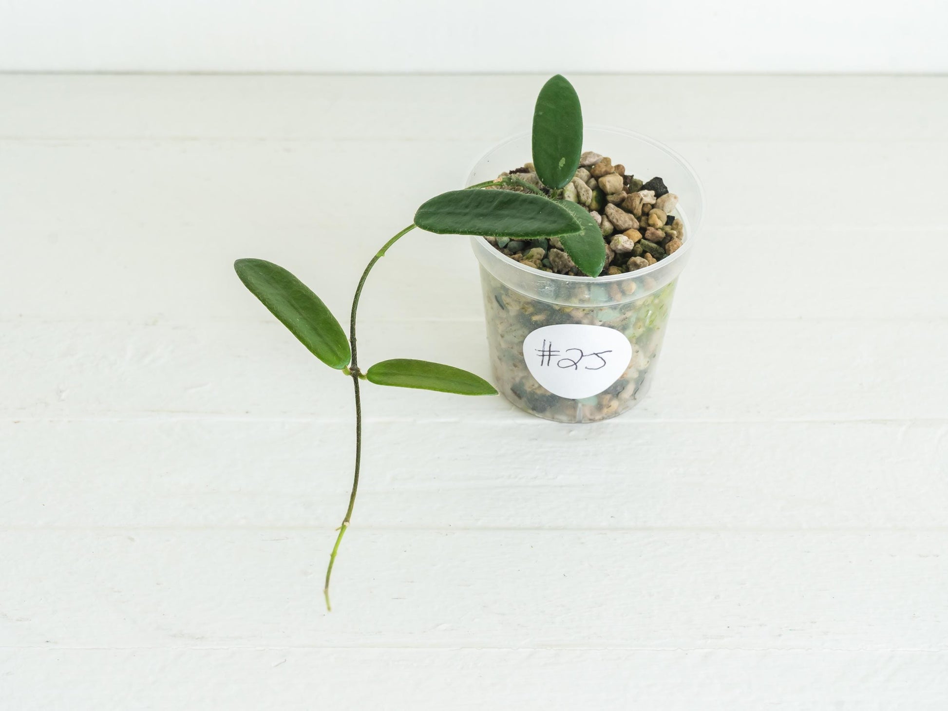 Hoya lyi | 2-Inch