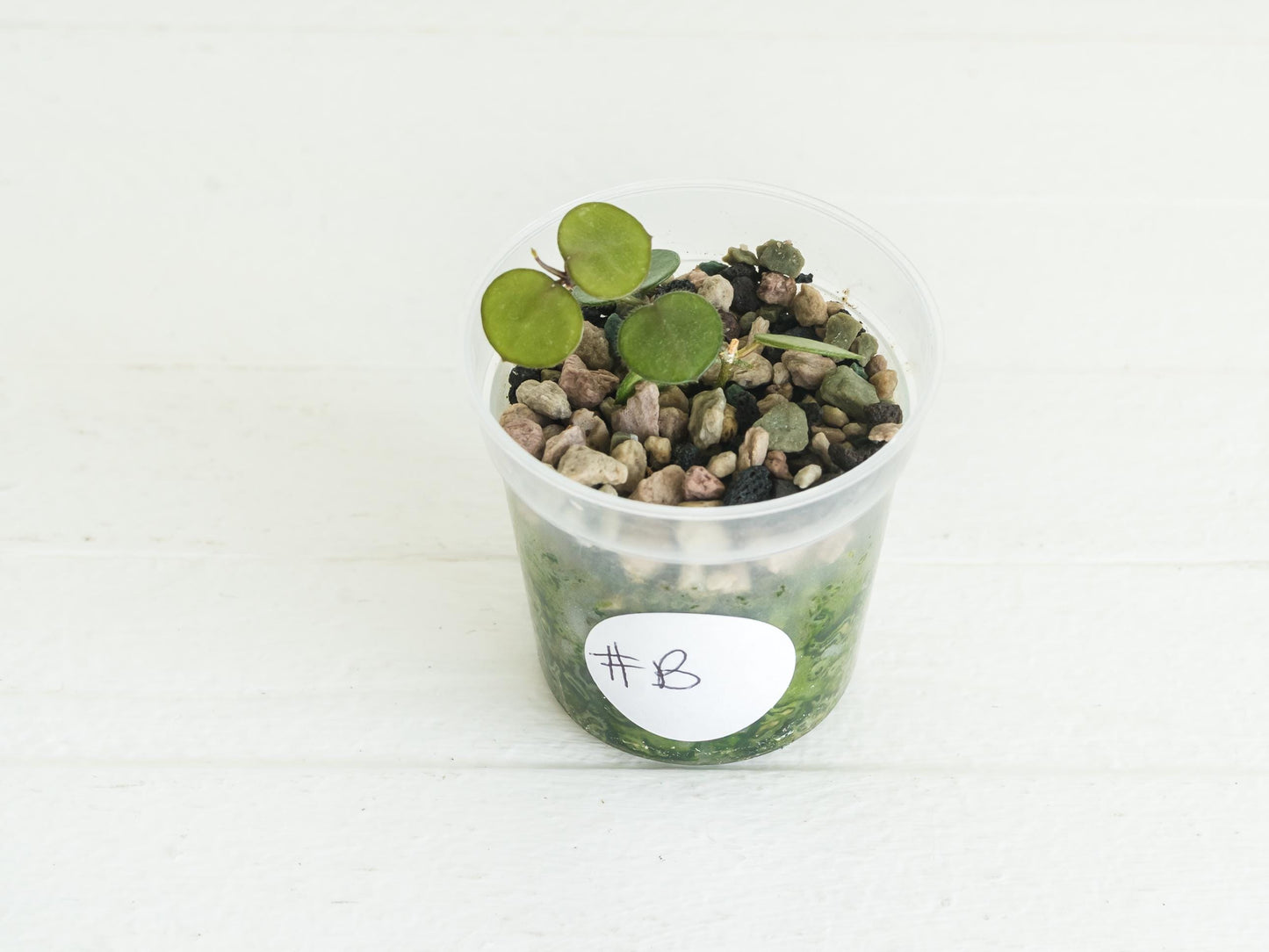 Hoya peltata | 2-Inch