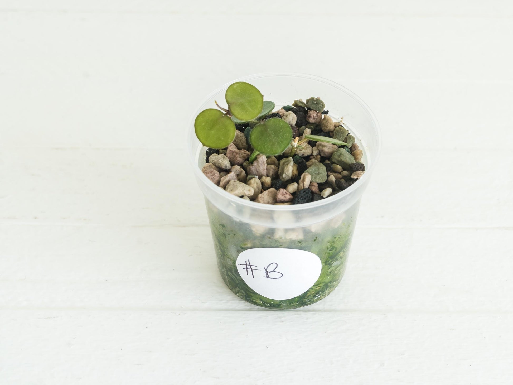 Hoya peltata | 2-Inch