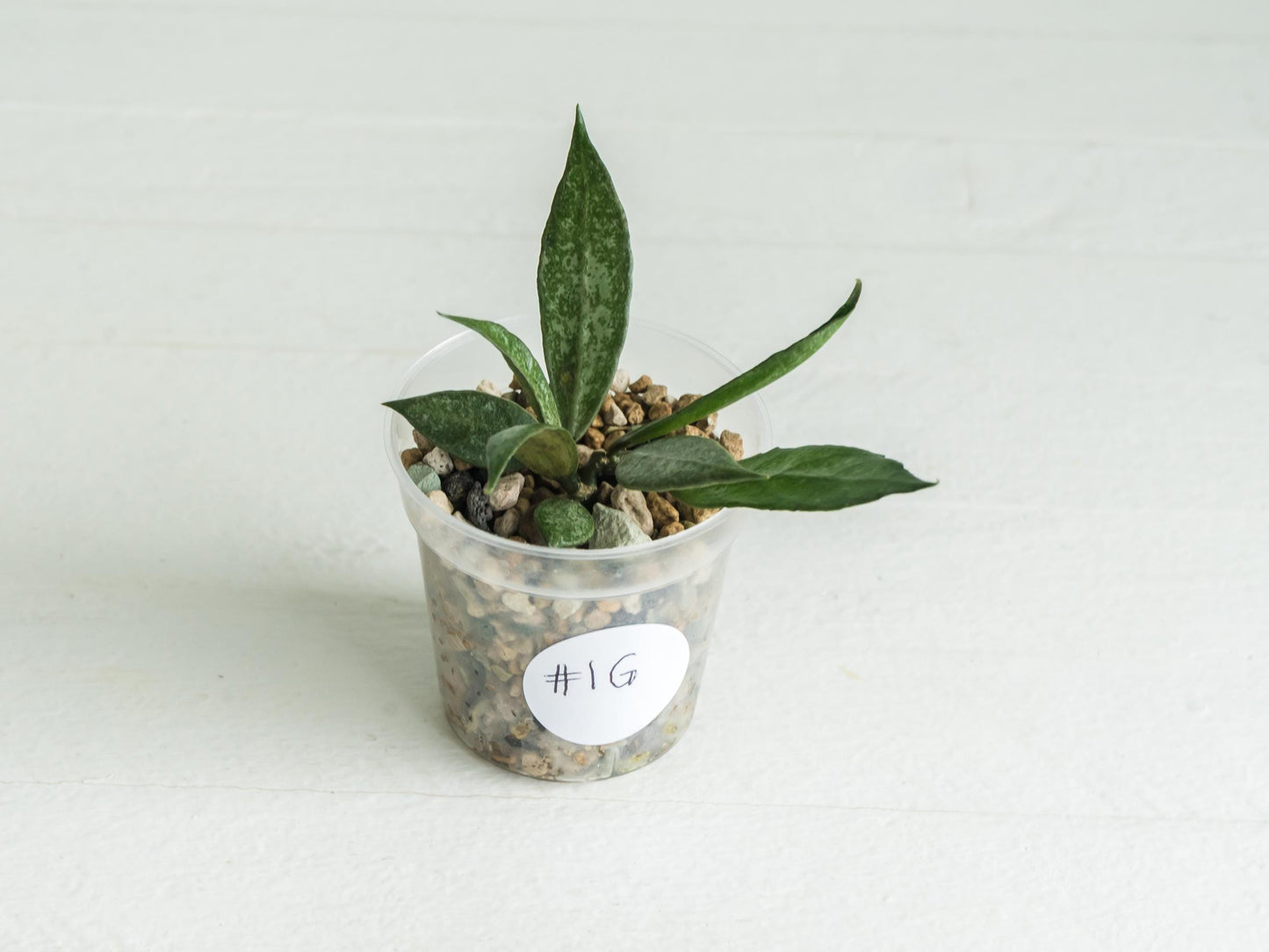 Hoya lacunosa 'White Pearl' | 2-Inch