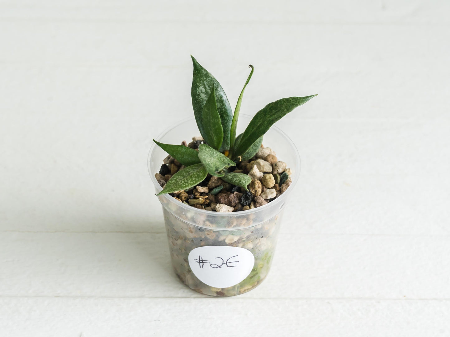 Hoya lacunosa 'White Pearl' | 2-Inch
