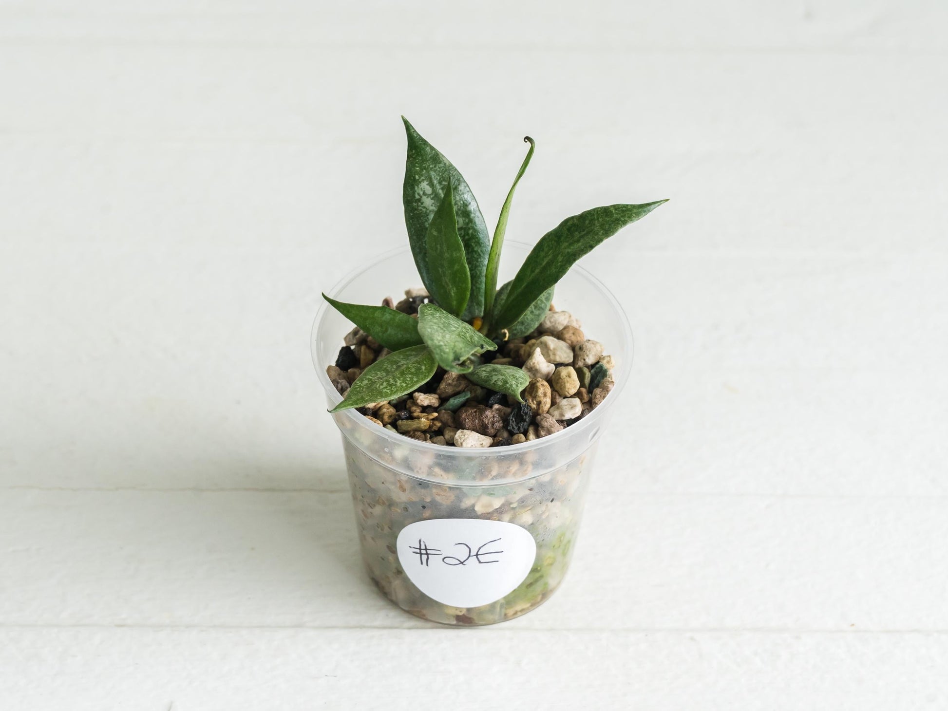 Hoya lacunosa 'White Pearl' | 2-Inch