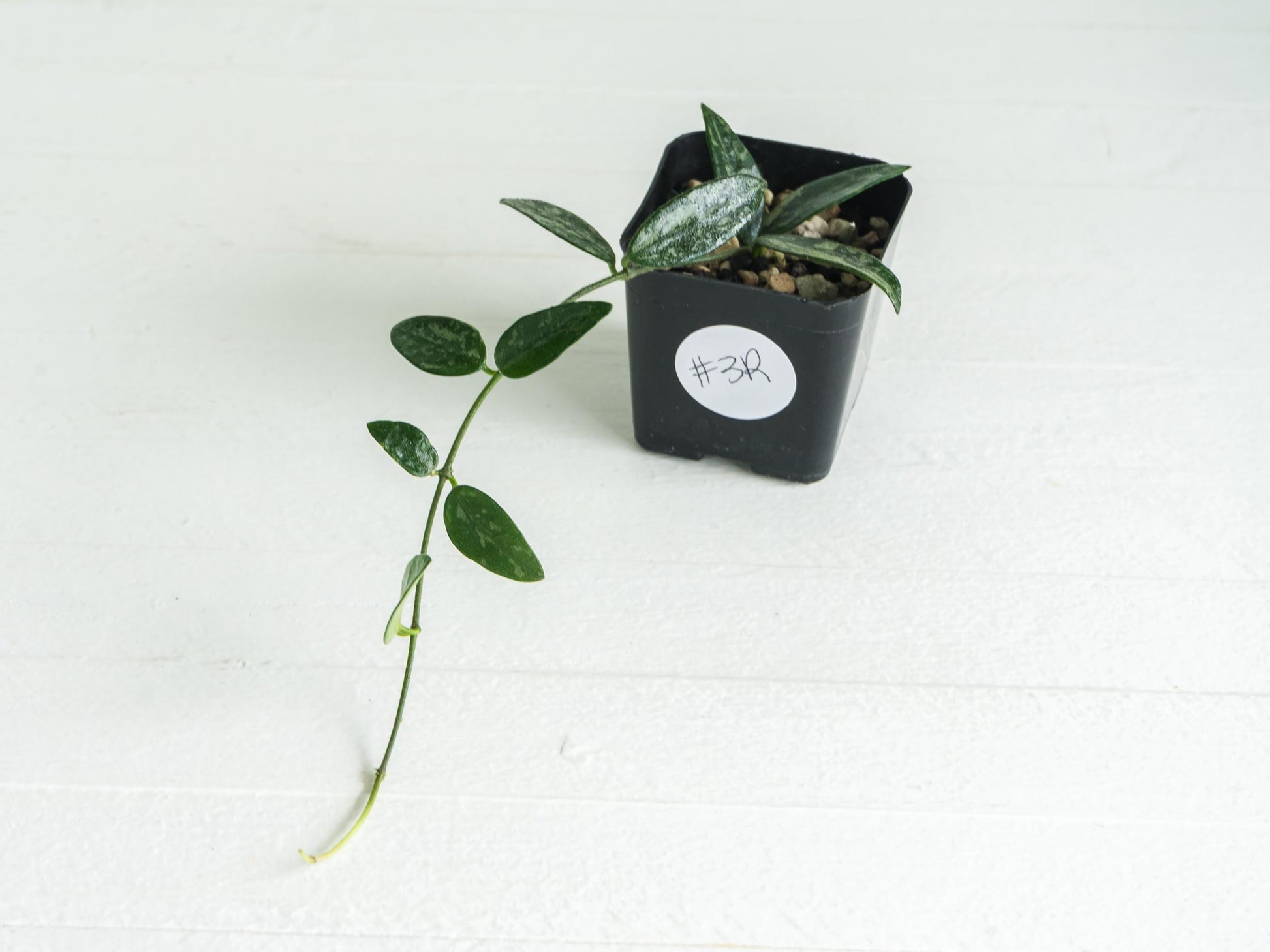Hoya lima (Splash) | 2-Inch