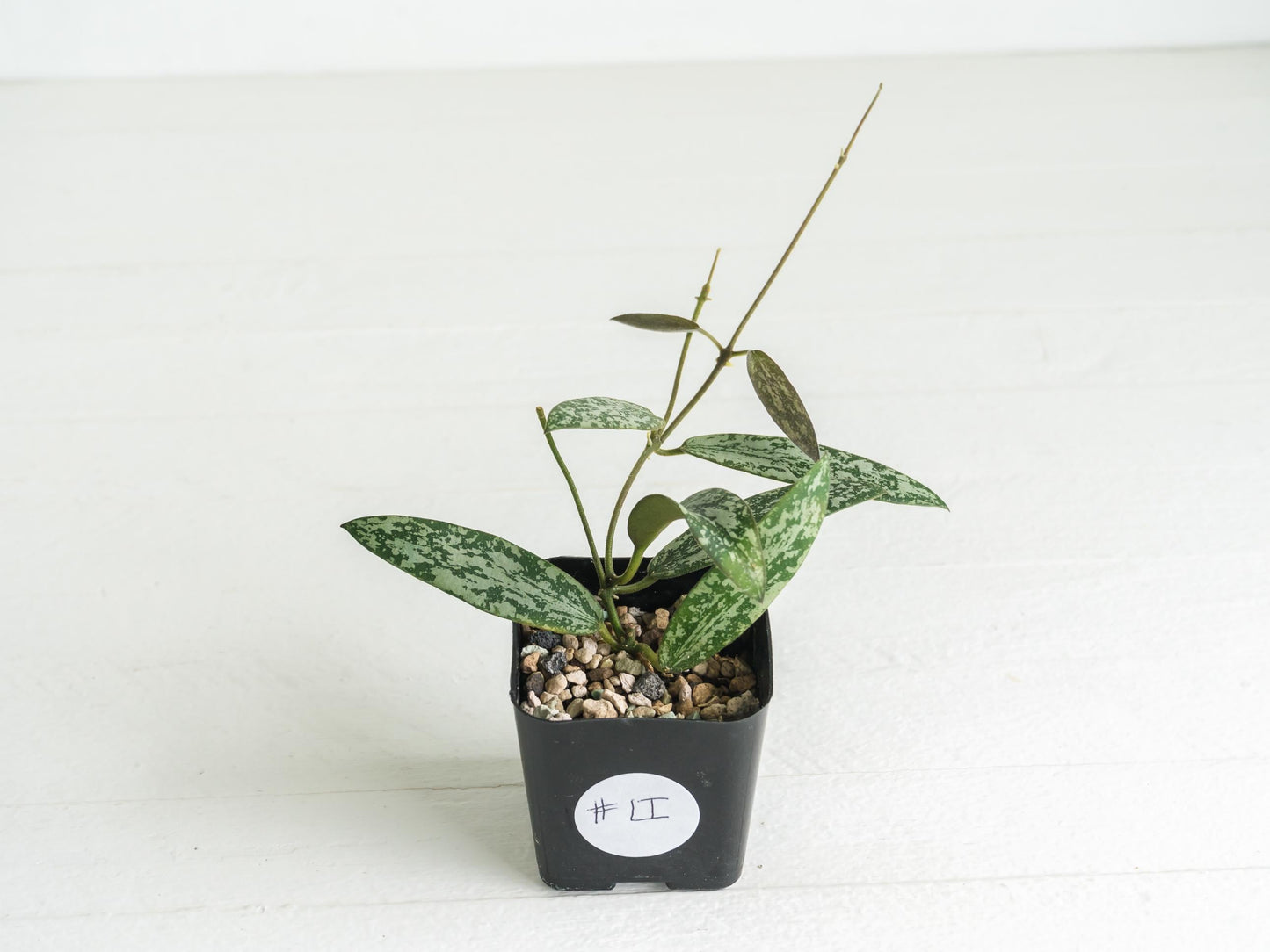 Hoya sigillatis 'Round Leaf' aka sigillatis (Silver) AH001 aka Borneo | 2-Inch