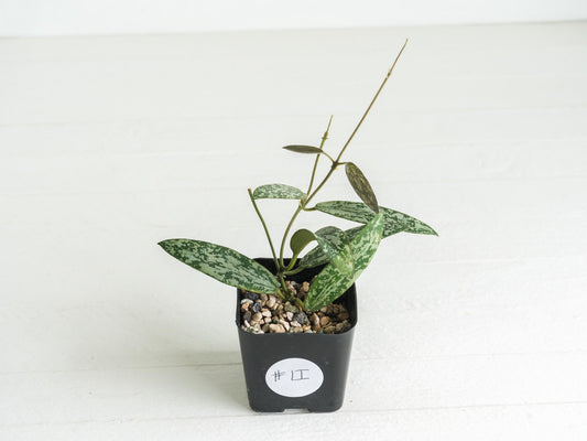 Hoya sigillatis 'Round Leaf' aka sigillatis (Silver) AH001 aka Borneo | 2-Inch