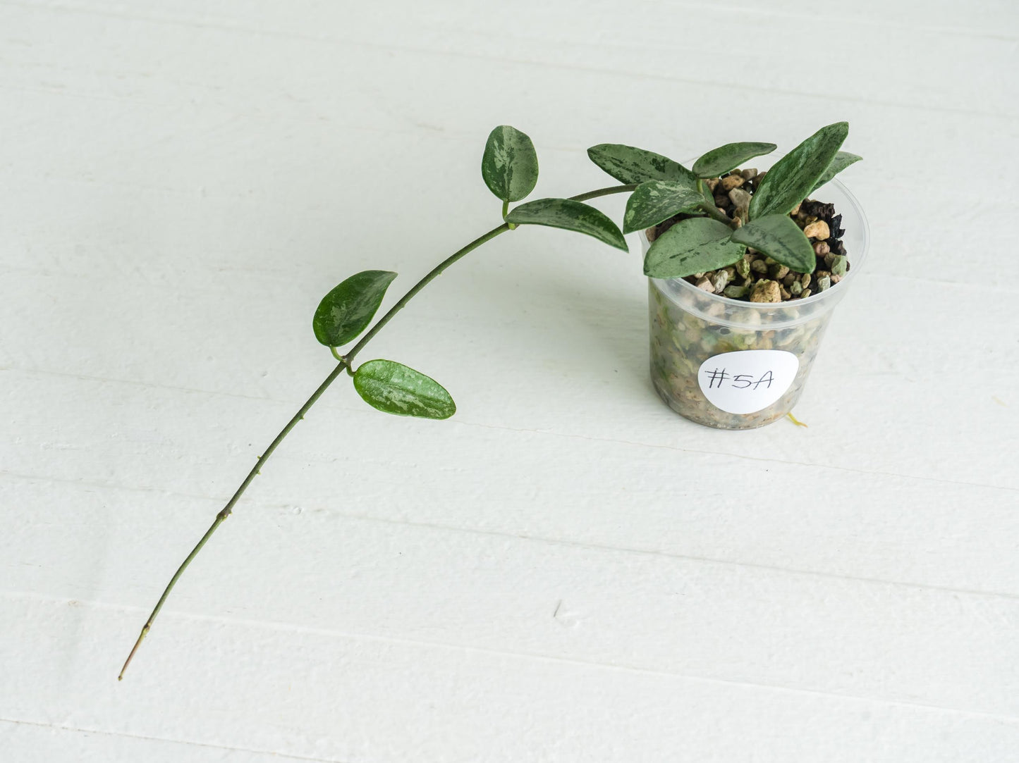 Hoya lima (Silver) | 2-Inch